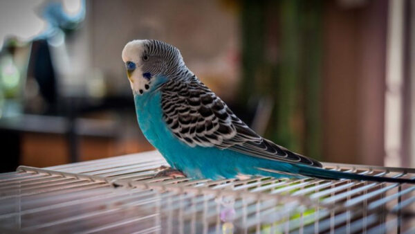 Wallpaper Birds, Blue, Standing, Parakeet, Black, Cage, Bird, Desktop