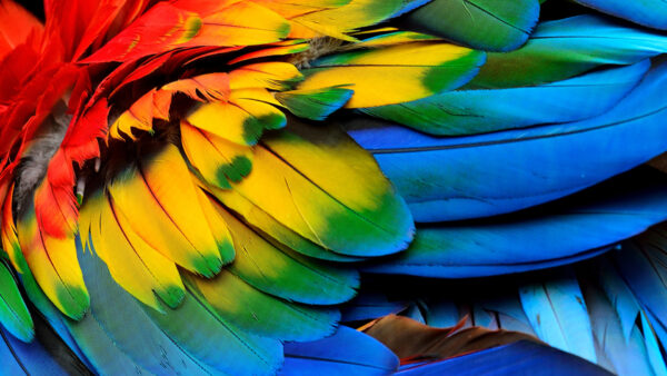 Wallpaper Beautiful, Colorful, Feathers