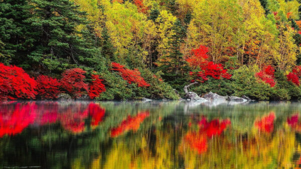 Wallpaper Nature, Forest, Water, Green, Reflection, Calm, Desktop, Background, Leafed, Red, Trees, Body