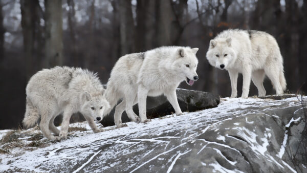 Wallpaper Wolves, Animal, Animals, Three, Desktop, White