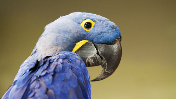 Wallpaper View, Beak, Eyes, Blue, Black, Parrot, Birds, Closeup, Bird, Yellow, Sharp