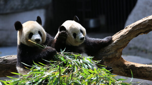 Wallpaper Black, White, Bamboo, Are, Panda, Standing, Pandas, Near