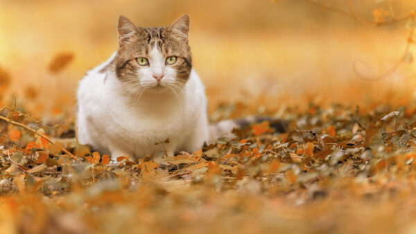 Wallpaper Desktop, And, Fall, Cat, Animals, Brown, Standing, White, Leaves