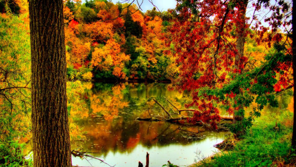 Wallpaper Nature, River, Autumn, Desktop, Foliage, Forest