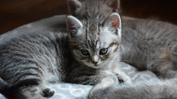 Wallpaper Kitten, Cat, White, Cloth, Black