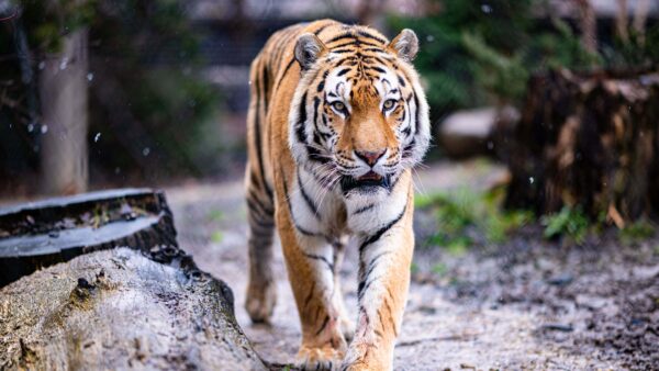 Wallpaper Look, Walking, Path, Closeup, Tiger, Background, Nature, Mobile, Desktop, Blur, With, Stare, View