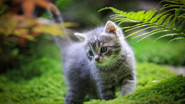 Wallpaper Plants, Blur, Kitten, Fur, Standing, Background, Cat, Ash, Green