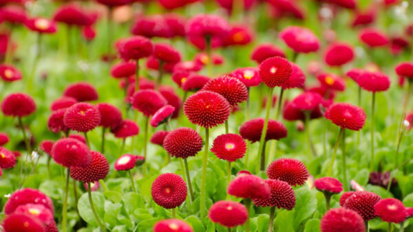 Wallpaper Desktop, Mobile, Beautiful, Background, Flowers, Green, Field, Blur, Red, Leaves