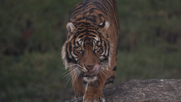 Wallpaper With, Look, Tiger, Stare, Rock, Standing