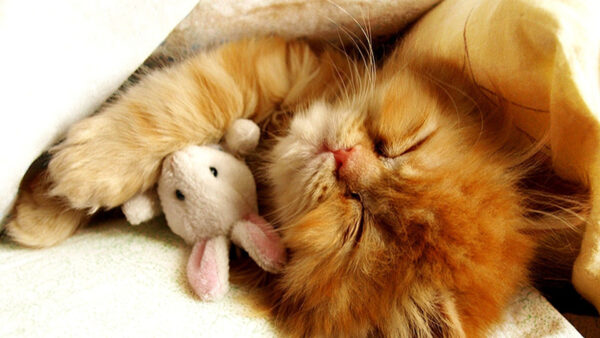 Wallpaper Cute, Desktop, Toy, Cat, With, Sleeping, Kitten, Brown