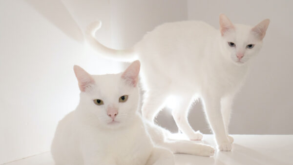 Wallpaper Two, Cats, White, Background