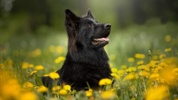 Wallpaper Dandelion, Sitting, Pet, Dog, Shepherd, German, Black, Yellow, Field