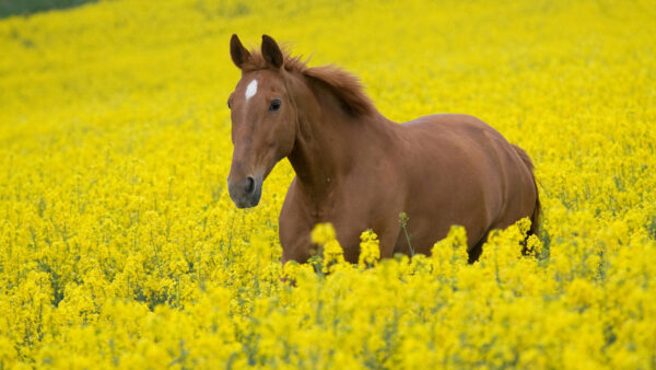 Wallpaper Yellow, Brown, Horse, Flowers, Standing, Around, Desktop