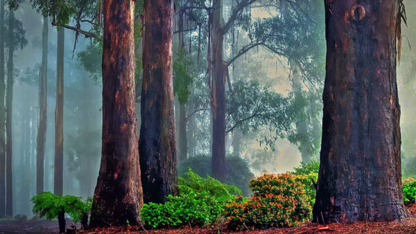 Wallpaper Plants, Trees, Orange, Flowers, Background, Trunk, Shrubs, Nature, Fog