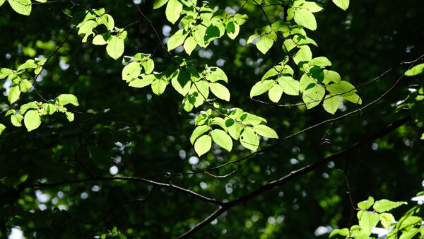 Wallpaper Mobile, Nature, With, Branches, Leaves, Green, Sunrays, Desktop