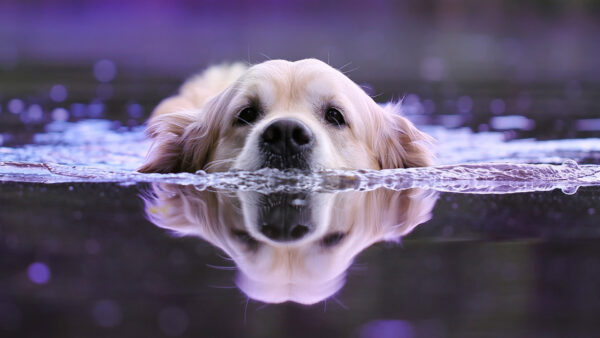 Wallpaper Swimming, Water, Dog