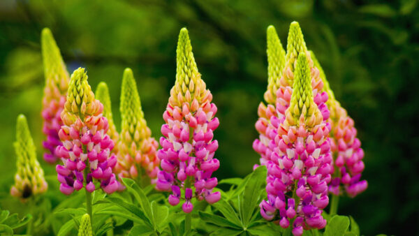 Wallpaper With, Flowers, Purple, Green, Lupine, Background, Leaves