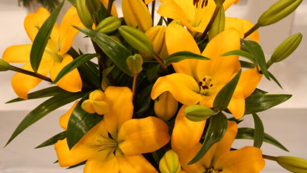 Wallpaper Flowers, Buds, Lilies, Yellow, Green, Leaves