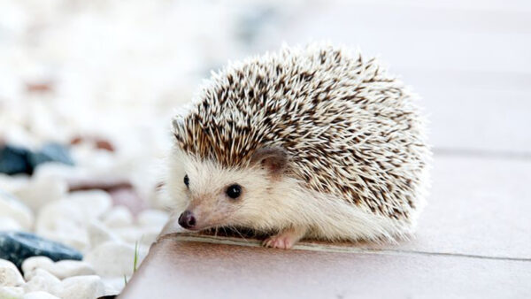 Wallpaper Table, Blur, Hedgehog, Background