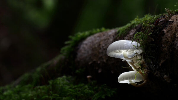 Wallpaper Green, Mushroom, White, Mushrooms, Background, Plants