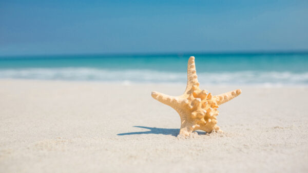 Wallpaper Mobile, Blue, Closeup, Ocean, Beach, Desktop, Background, View, Sand, Seashell, White, Star, Nature, Sky