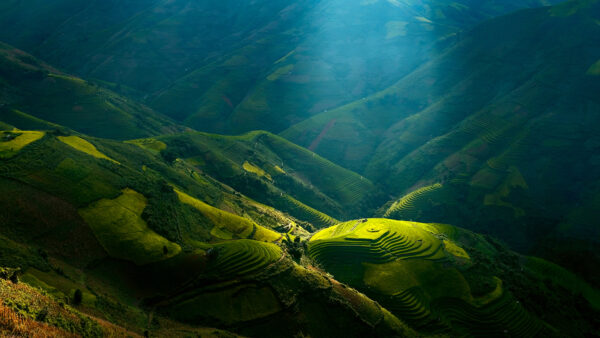 Wallpaper Sunlight, View, Green, Nature, Paddy, Terrace, Aerial, Rice