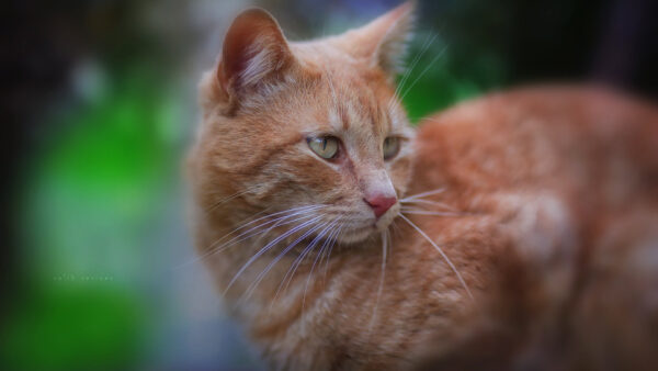 Wallpaper White, Background, Desktop, Cat, Green, Standing, Brown