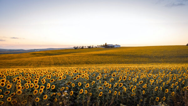 Wallpaper Sky, View, House, Green, Landscape, Under, White, Leaves, Field, Sunflowers, Nature