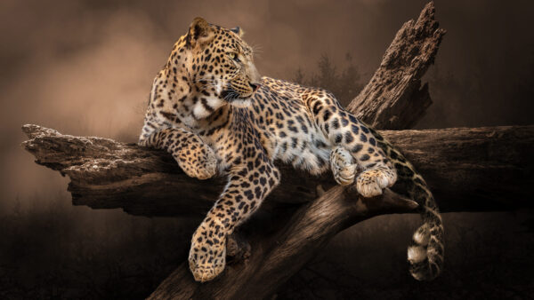 Wallpaper Blur, Down, Leopard, Background, Tree, Trunk, Lying