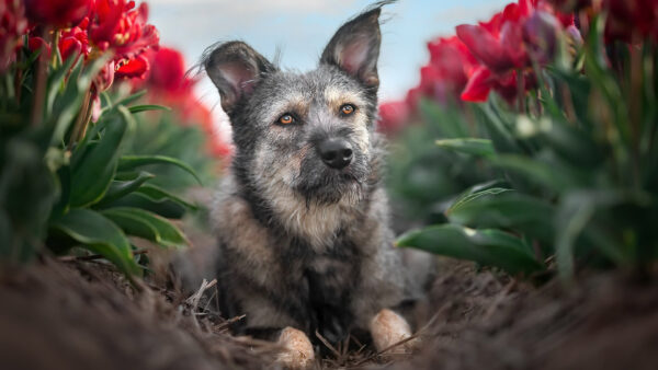 Wallpaper Sitting, Between, Dog, Plants, Flowers, White, Red, Black