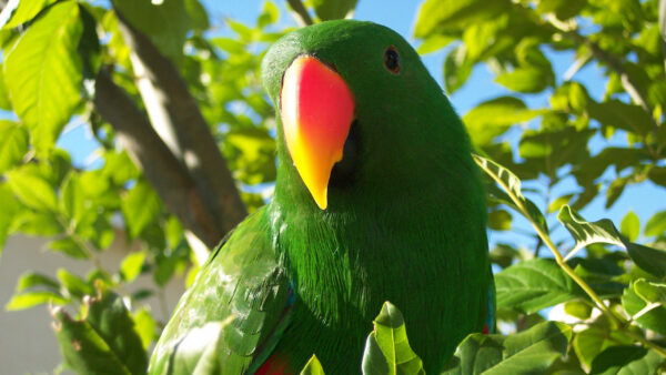 Wallpaper Bird, Green, View, Closeup, Sky, Background, Leaves, Parrot, Birds, Sitting, Blue