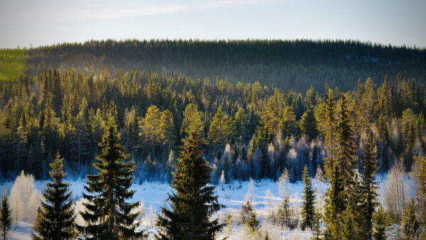 Wallpaper Forest, Trees, Spruces, Winter, Nature, Under, With, Blue, Scenery, Mobile, Snow, Sky, Slope, Desktop