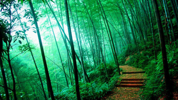Wallpaper With, Forest, Steps, Dry, Leaves, Path, Fog, Bamboo, Between