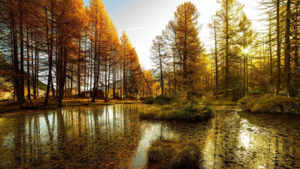 Wallpaper Tall, Blue, Yellow, Reflection, Lake, Leaves, Under, Nature, Autumn, Trees, Sunlight, Sky, With
