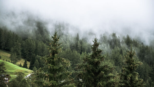 Wallpaper Fog, Nature, Mountain, Background, With, Forest, Slope, Trees, Spruce