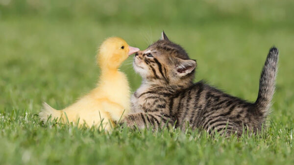 Wallpaper Green, Kitten, Grass, Cat, Hen, Brown, Funny, Black