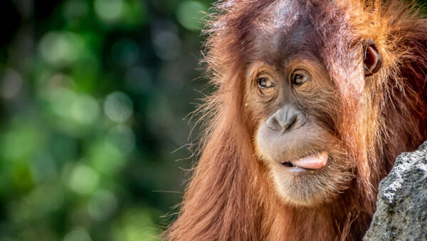 Wallpaper Funny, Out, Green, With, Background, Orangutan, Bokeh, Animal, Tongue, Face