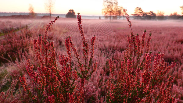 Wallpaper Plants, Cobweb, Mobile, Flowers, Desktop, Background, Blur, Photography