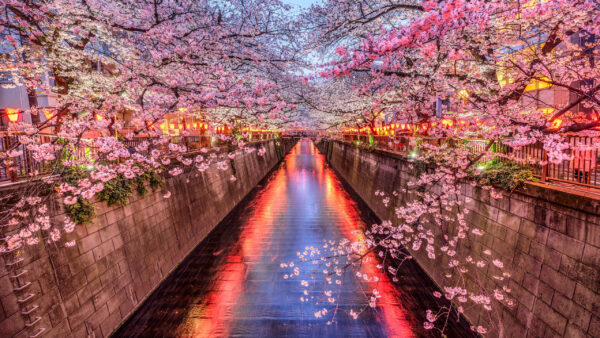 Wallpaper Trees, Pink, Nature, Lights, Sakura, Flowers, Branches, Canal, Bridge