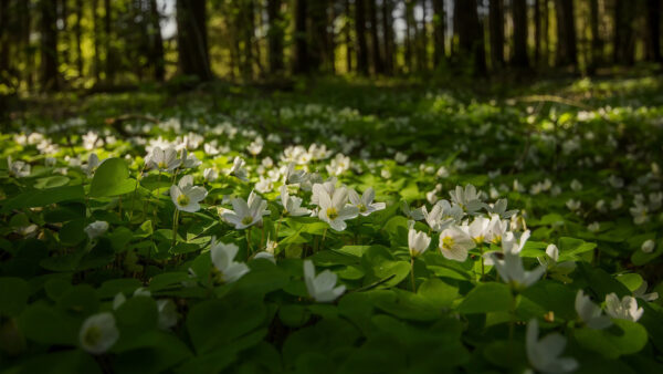 Wallpaper Leaves, Background, White, Flowers, Plants, Green, Forest, Anemone