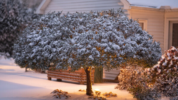 Wallpaper Tree, Snow, Background, Winter, Leaves, House, With, Covered, Light, Branches