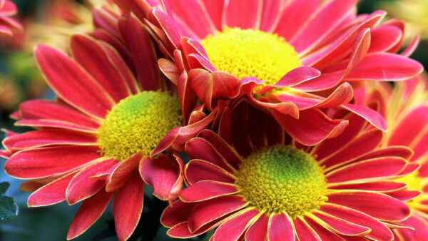 Wallpaper Flowers, Yellow, Petals, Red