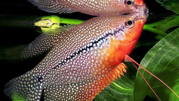 Wallpaper Leaves, Background, Fish, Green, Colorful, Pearl, Gourami