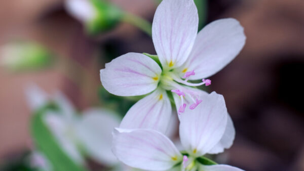 Wallpaper White, Flowers, Background, Stamens, Blur, Petals