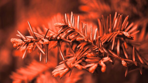 Wallpaper Branches, Blur, Spruce, Needles, Background, Tree, Photography, Red