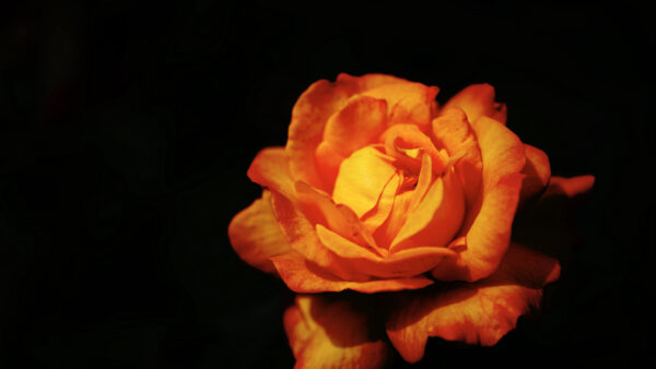 Wallpaper Flower, View, Rose, Black, Petals, Desktop, Flowers, Mobile, Closeup, Background, Yellow