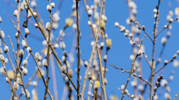 Wallpaper Buds, Nature, Closeup, Flower, View, Blue, Sky, Background, Branches