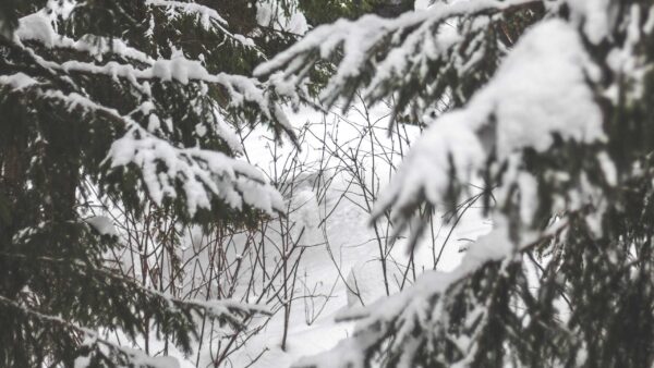 Wallpaper Winter, Covered, View, Spruce, Snow, Trees, Closeup, Branches, Frozen