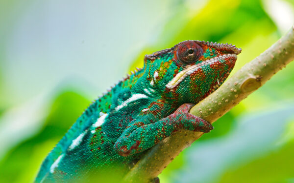 Wallpaper Chameleon, Colorful