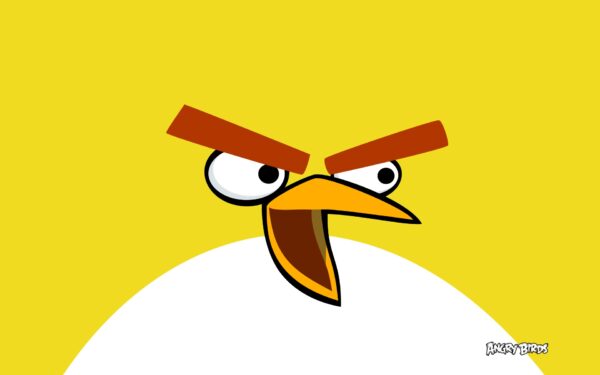 Wallpaper Bird, Birds, Yellow, Angry